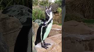 Humboldt PENGUIN MATING CALL Penguin close up braying Penguin vocalisation Penguin courtship [upl. by Anola]