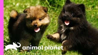 Pomeranian Puppies Meet Some Feathered Friends On Their Farm  Too Cute [upl. by Michigan603]