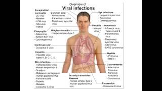 Viruses and antivirals [upl. by Etnoel]