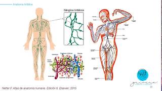 Clase de anatomia de vasos y nodos o ganglios linfáticos explicado por Grivera profesor de medicina [upl. by Annehsat]