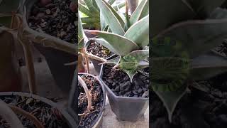 Sansevieria pinguicula Greengarden plantlover nature sansevieria shorts [upl. by Aiuqet956]