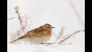 Skylark bird in blizzard [upl. by Idham976]