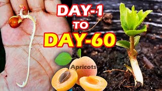 APRICOT SEEDLING  HOW TO GROW APRICOT TREE FROM SEEDS SproutingSeeds [upl. by Illom]