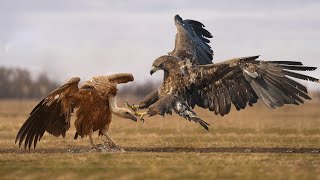 Fierce Battle  Eagle And Vulture Fight In The Wild [upl. by Ugo869]