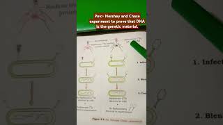 Hershey and Chase experiment  Ch Genetics  class 12  neet  biology motivation [upl. by Ellened]