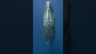 Sperm Whales Oceans Mysterious Behemoths ocean behemoths whales [upl. by Mosira]