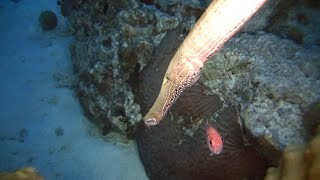 Trumpet fish Eating Stealth Hunter Under Sea G Everything you need to know in 3 min [upl. by Missi]