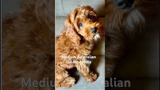 Southern Nevada Goldendoodle breeder Cathys Doodles and Poodles doodlepuppy [upl. by Odnalro]