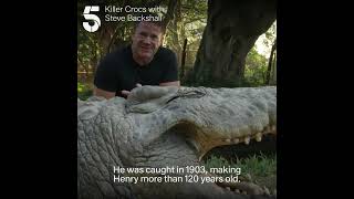 Worlds oldest crocodile [upl. by Ruomyes]