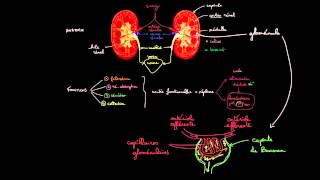 La filtration glomerulaire [upl. by Lleoj]