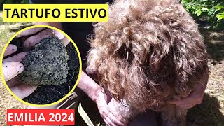 Tartufo Estivo prima uscita della stagione  Scorzoni 2024 [upl. by Ardua]