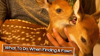 What To Do When Finding A Fawn [upl. by Angelique616]