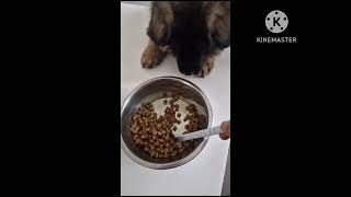 Alimentation chiot berger allemand 2 mois et demi germanshepherdpuppy bergerallemand croquettes [upl. by Alvan]