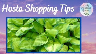 Before You Go HOSTA Shopping    WATCH This 🍃 [upl. by Athalla505]