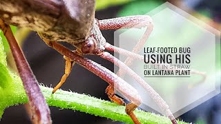 Leaffooted Bug Using His Builtin Straw on Lantana Plant  Preening Moment [upl. by Alathia]