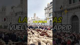 Vuelven las ovejas a Madrid 🐑  Fiesta de la Trashumancia madrid planesmadrid trashumancia [upl. by Greysun]