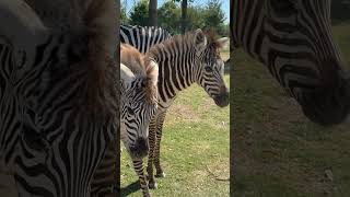 Zoológico 🦓feedshorts nuevocanal viralfeeds travel [upl. by Adnik87]