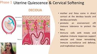 Phases of Parturition [upl. by Dorice]