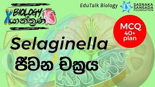 Selaginella ජීවන චක්‍රය  Selaginella Life Cycle  EduTalk Biology [upl. by Imac593]