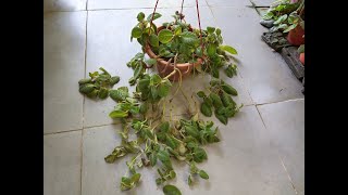 How to Grow amp Cultivate Flame Violet  Episcia Cupreata [upl. by Kasevich]