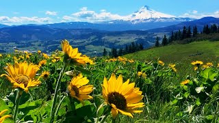 Relaxing Meadow with Ambient Nature Sounds Wildflowers and Mountain View  8 Hours [upl. by Sucramal5]