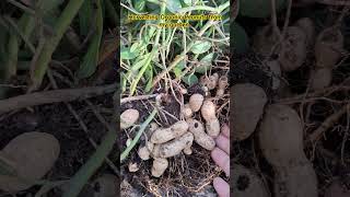 Harvesting Organic Peanuts fresh from my mini garden harvesting peanuts organic shorts [upl. by Yoshio]