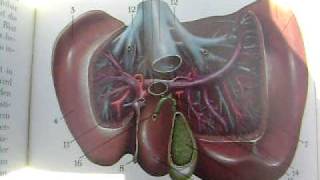 quotAnatomy and Physiologyquot The Liver [upl. by Hopfinger]