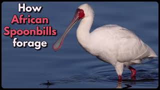 HOW AFRICAN SPOONBILLS FORAGE [upl. by Vento392]