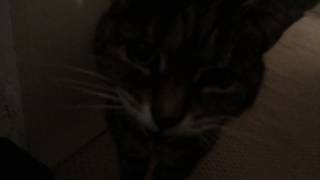 My deaf cat doesnt realise how loud she is [upl. by Rome]