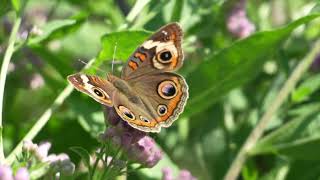 Butterfly afternoon [upl. by Peggy]