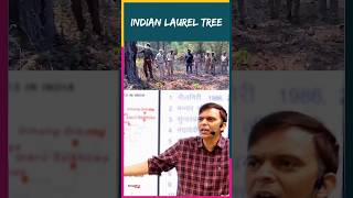 Indian laurel tree🌲 by Sunil Puniya Sir springboard shorts viralvideos [upl. by Asseniv471]