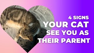 4 SIGNS your CAT sees you as their PARENT [upl. by Yvad]