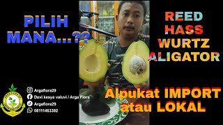 Alpukat Reed Ciapus Review alpukat 4 jenis sekaligus [upl. by Niletak]