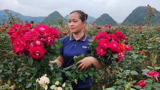 Harvesting Rose Garden Goes to the market sell  Gardening  Live With Nature [upl. by Notlew]