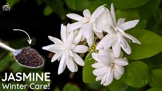 7 Tips For Jasmine Plant Winter Care Apply Now [upl. by Atinahc]