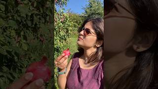 Plum കേക്കിൽ plum ഇല്ലത്രെ🤔 😂Plum plucking 🍒 norway trending minivlog malayalam [upl. by Teeter]