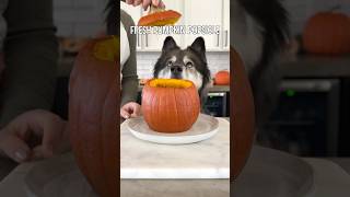 The Perfect Pumpkin Treat For Dogs [upl. by Ayres]