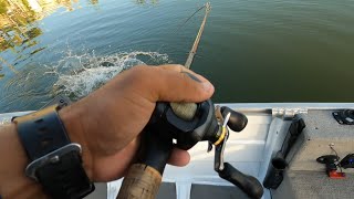 BIG Gold Coast Mangrove Jack on lures [upl. by Robins129]