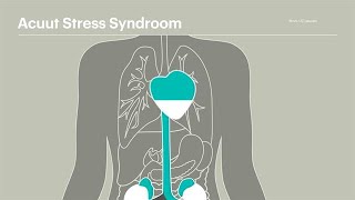 Acuut Stress Syndroom dit gebeurt er in het lichaam  RTL NIEUWS [upl. by Naima548]