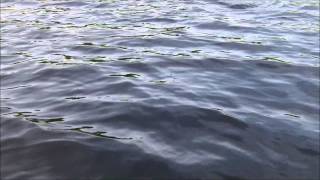 Lyons Lake Fly Fishing Manitoba  Still Water Trout Fishing [upl. by Ahsel91]