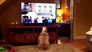 UNBELIEVABLE Bulldogs Cheer On Stray Canine In Budweiser Commercial [upl. by Kit121]