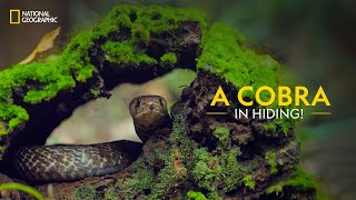 A Cobra in Hiding  Snakes SOS Goas Wildest  National Geographic [upl. by Enniotna]