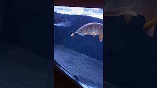 Red Tail Golden Arowana eating gold fish  new video 🐠🐟 [upl. by Erb]