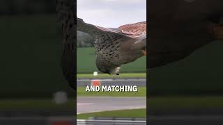 Hunting kestrel perfectly hovering in the air 🤯😮  🎥 Viralhog [upl. by Atnima]