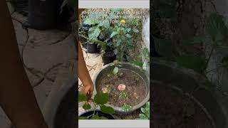 How To Grow Onions From Onions  Vegetables Harvest  BrinaCreationsTV shorts [upl. by Nonnah]