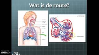 Thema 6 gaswisseling het ademhalingsstelsel van de mens HAV [upl. by Eiser]