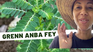 🌱Plantes médicinales Jour 22  Grenn anba fey [upl. by Kcirrez]