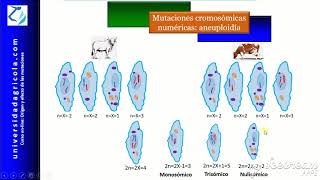 Curso Mutaciones Video11 Mutaciones cromosómicas numéricas aneuploidía [upl. by Maidie]