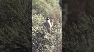 Cape Grassbird singing Overbergshorts birds birdsinging [upl. by Adnilak]