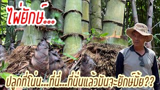 ไผ่ยักษ์Dendrocalamus giganteusปลูกที่โน้น…ที่นี่ …ที่นั่น จะยักษ์มั้ย [upl. by Lrub]